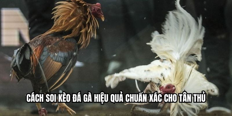 Cách soi kèo đá gà hiệu quả chuẩn xác cho tân thủ