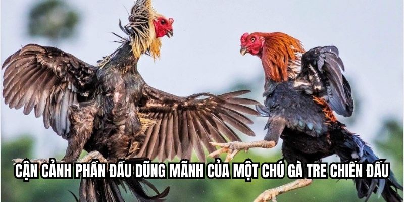 Cận cảnh phần đầu dũng mãnh của một chú gà tre chiến đấu