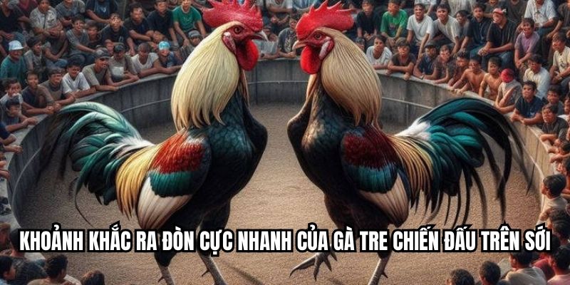 Khoảnh khắc ra đòn cực nhanh của gà tre chiến đấu trên sới