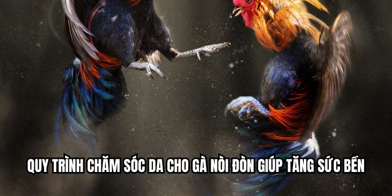 Quy trình chăm sóc da cho gà nòi đòn giúp tăng sức bền