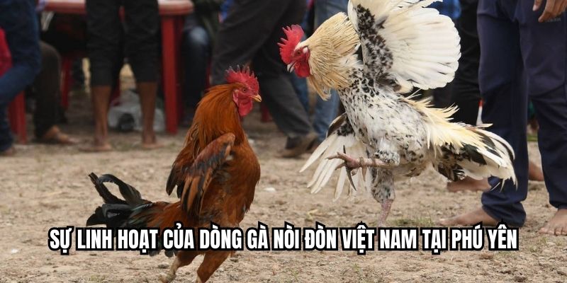 Sự linh hoạt của dòng gà nòi đòn Việt Nam tại Phú Yên