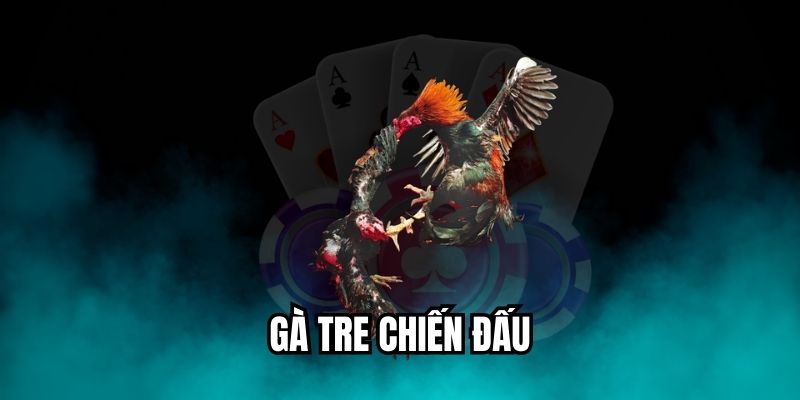 gà tre chiến đấu